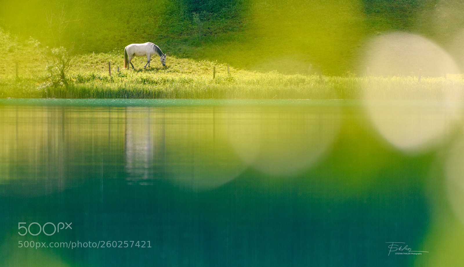 Nikon D850 sample photo. White horse photography