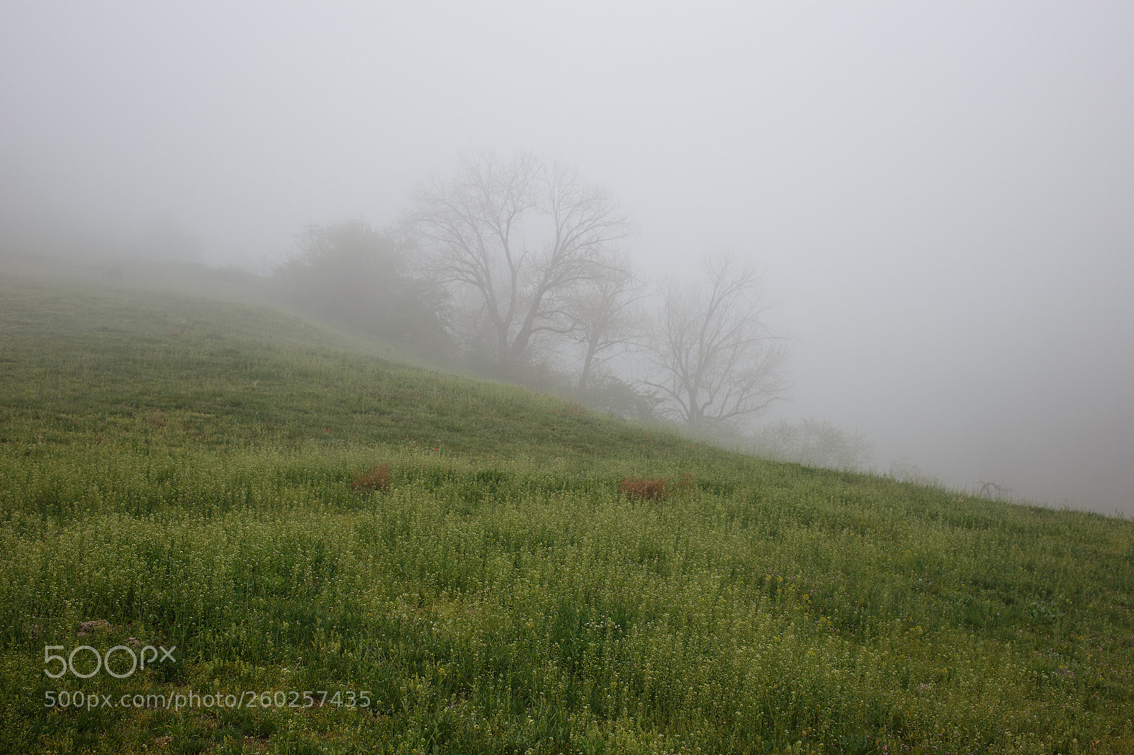 Canon EOS 6D sample photo. Calmness in the fog photography