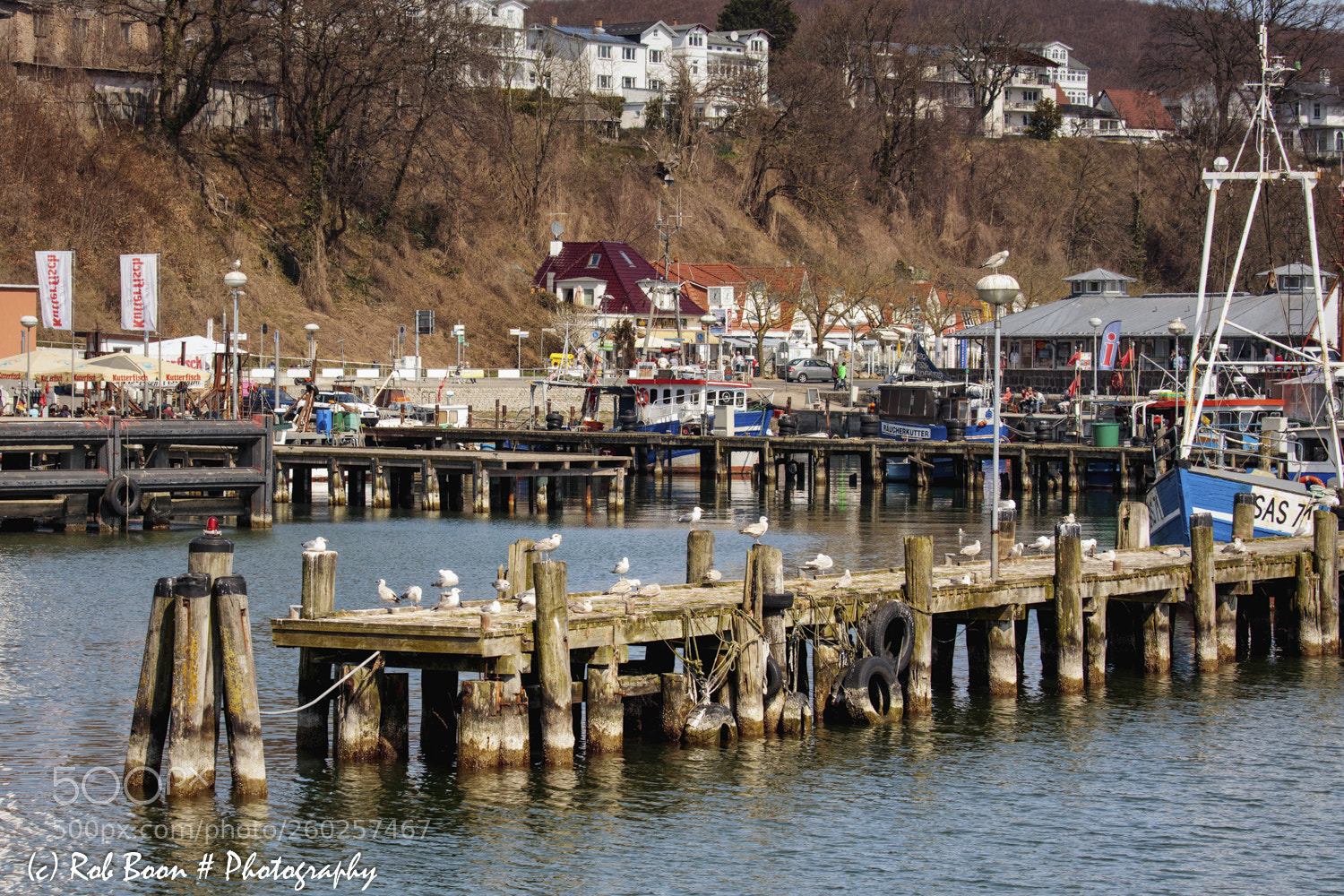 Canon EOS 5DS sample photo. Seagull lline-up @ harbor sassnitz photography