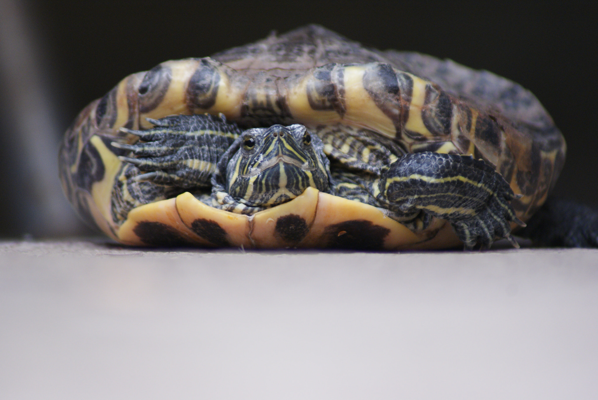 Sony 75-300mm F4.5-5.6 sample photo. Tortuga photography