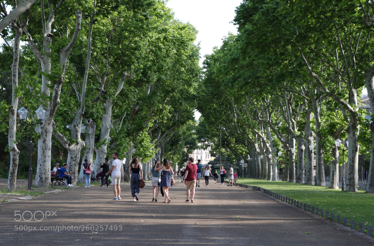 Canon EOS 750D (EOS Rebel T6i / EOS Kiss X8i) sample photo. French boulevard photography