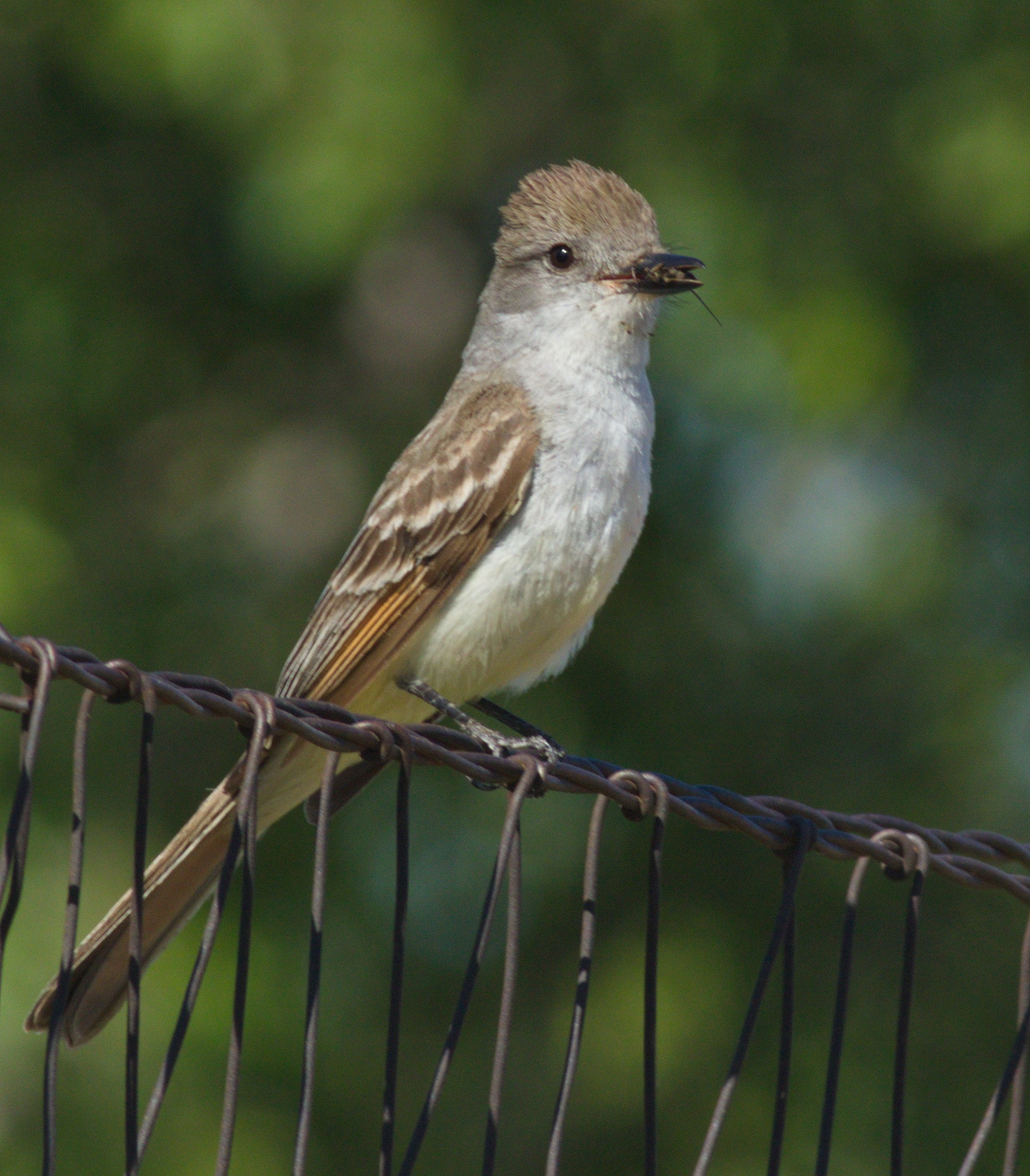 Canon EF 400mm F5.6L USM sample photo. Ash-throated flycatcher photography