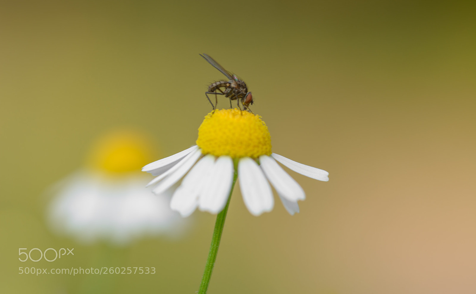 Nikon D7100 sample photo. Bon appetite photography
