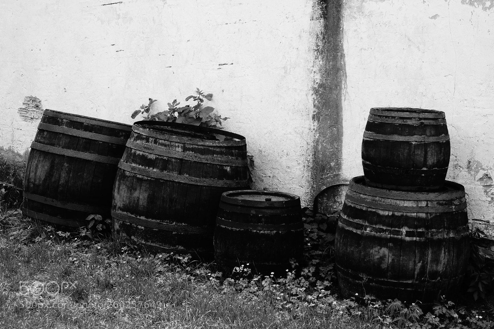 Sony SLT-A58 sample photo. Old wine barrels photography
