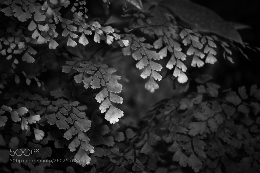 Canon EOS 60D sample photo. Light study #3 photography
