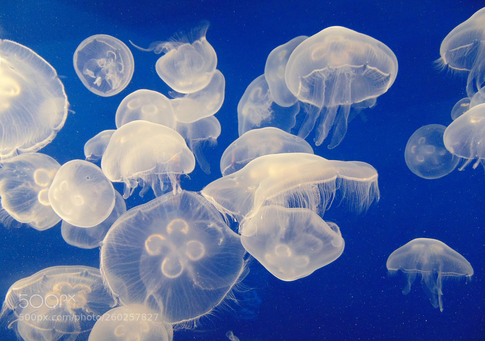 Sony Cyber-shot DSC-H300 sample photo. Jellyfish in an aquarium photography