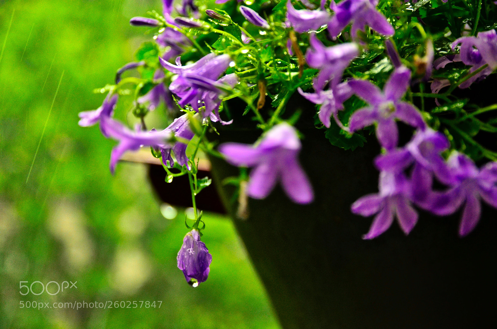 Nikon D5100 sample photo. The burden is severe photography