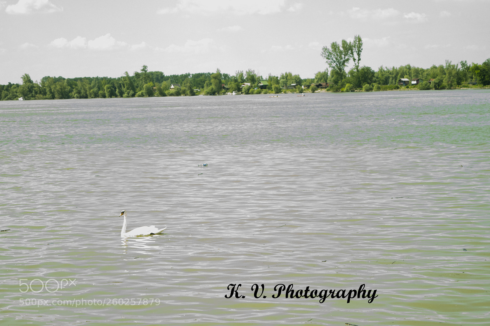 Nikon D3300 sample photo. Swan photography