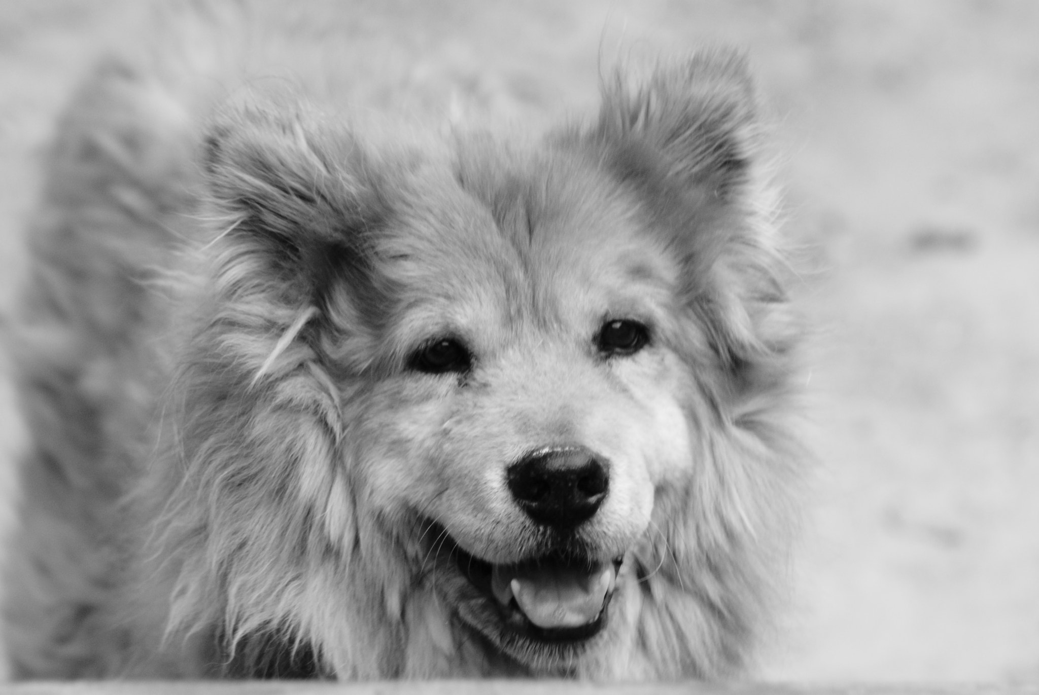 Sony 75-300mm F4.5-5.6 sample photo. Oso photography