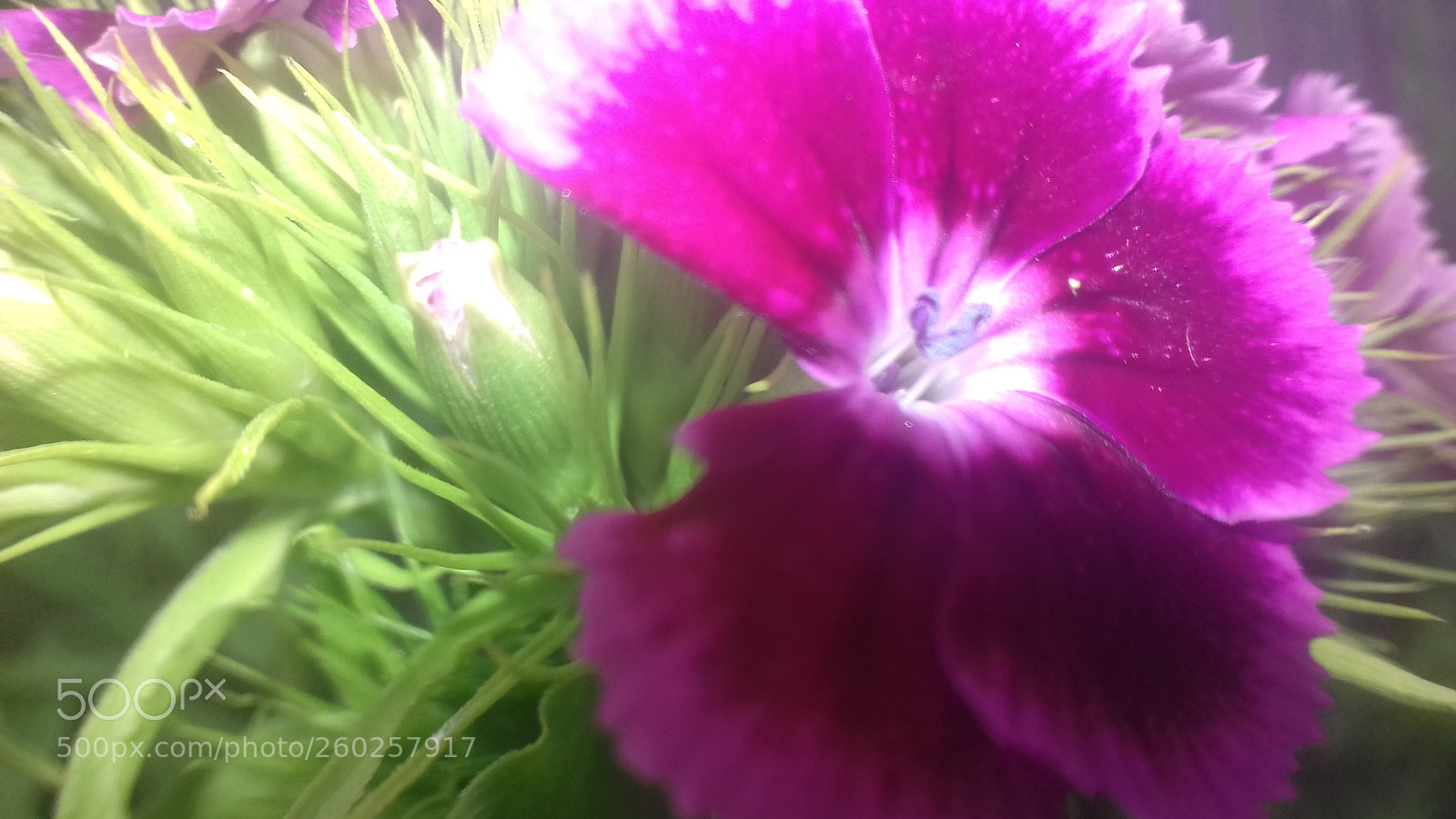 Samsung Galaxy J3(2016) sample photo. Flower in my garden photography