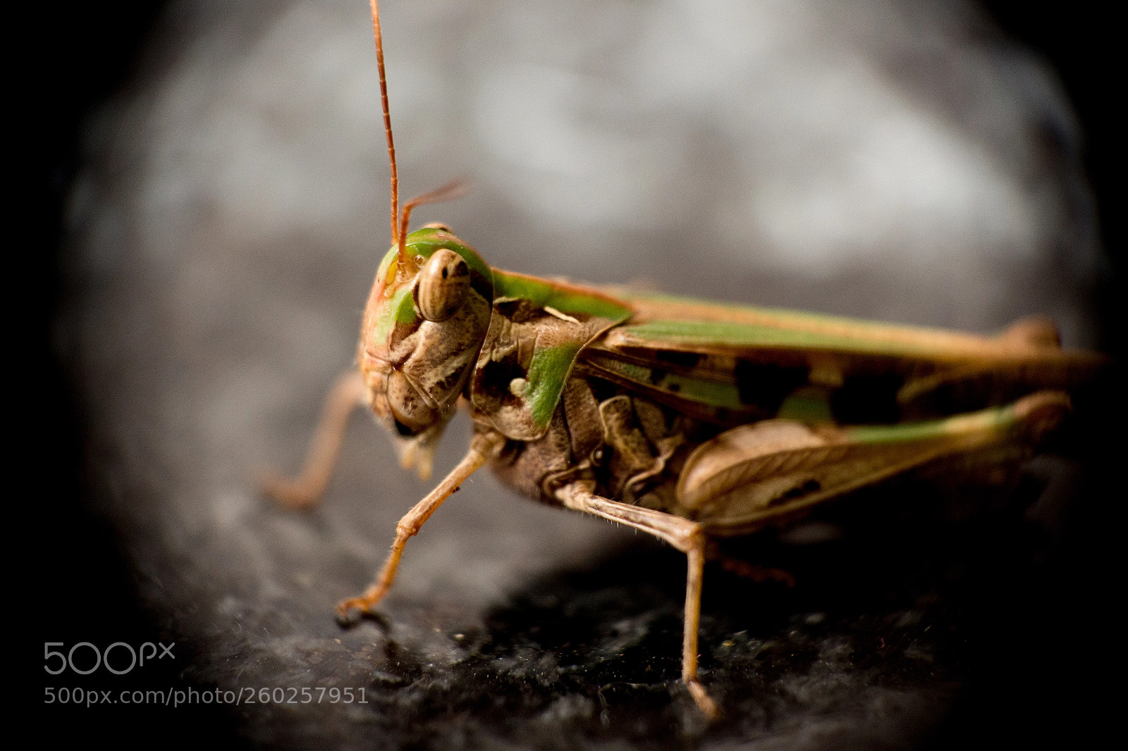 Canon EOS 700D (EOS Rebel T5i / EOS Kiss X7i) sample photo. Side eyeing cricket photography
