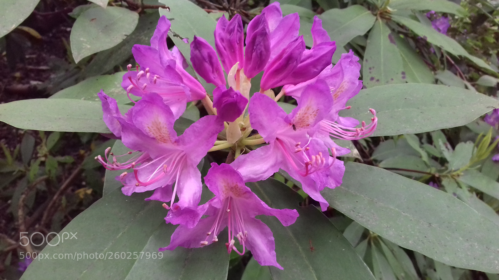 Samsung Galaxy J3(2016) sample photo. Untitled photography