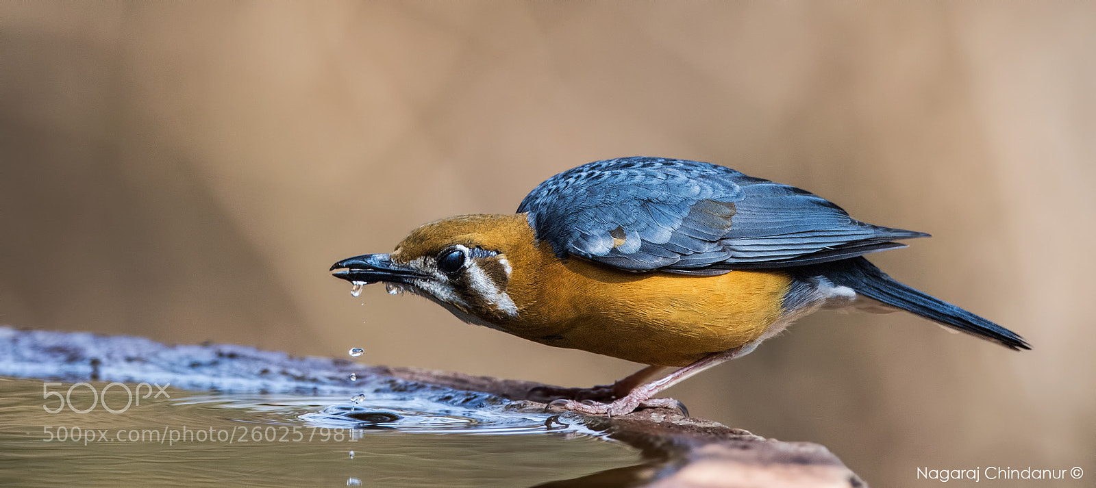 Nikon D5 sample photo. Thirsty photography