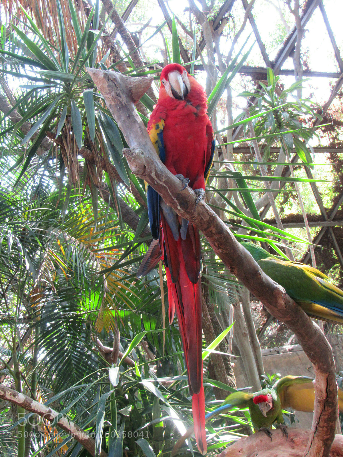 Canon PowerShot SX530 HS sample photo. Red photography
