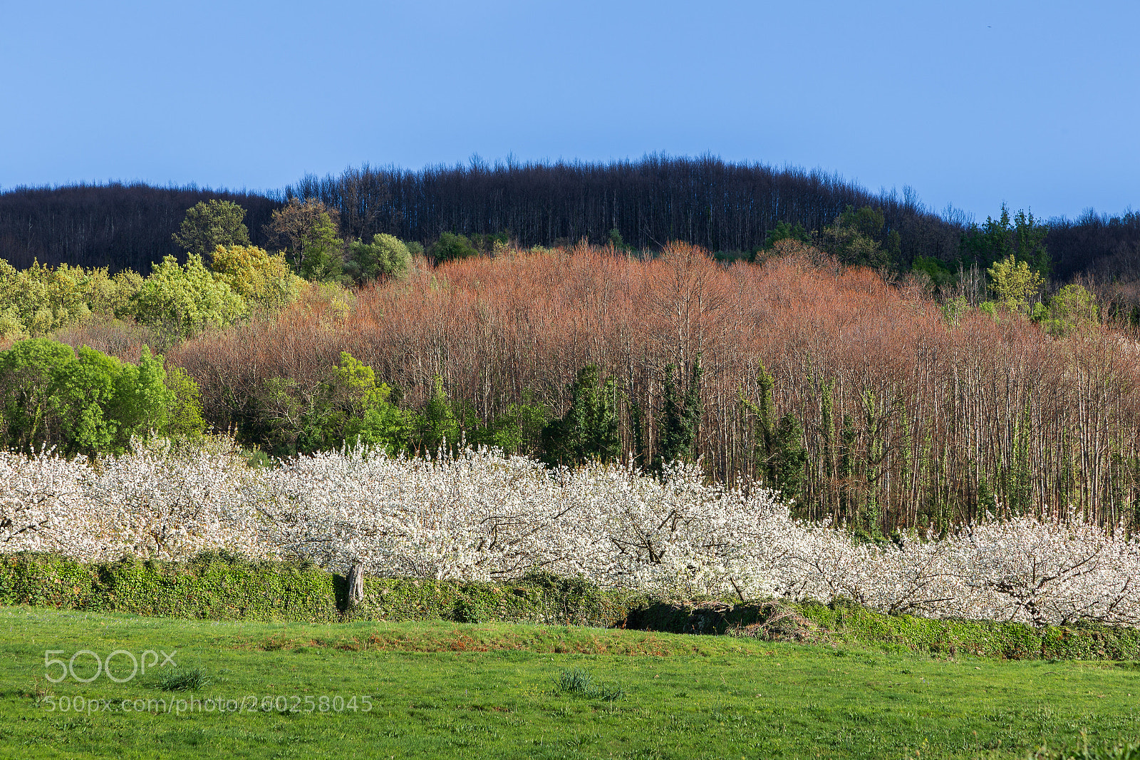 Canon EOS 6D sample photo. Chlorophyll flag photography