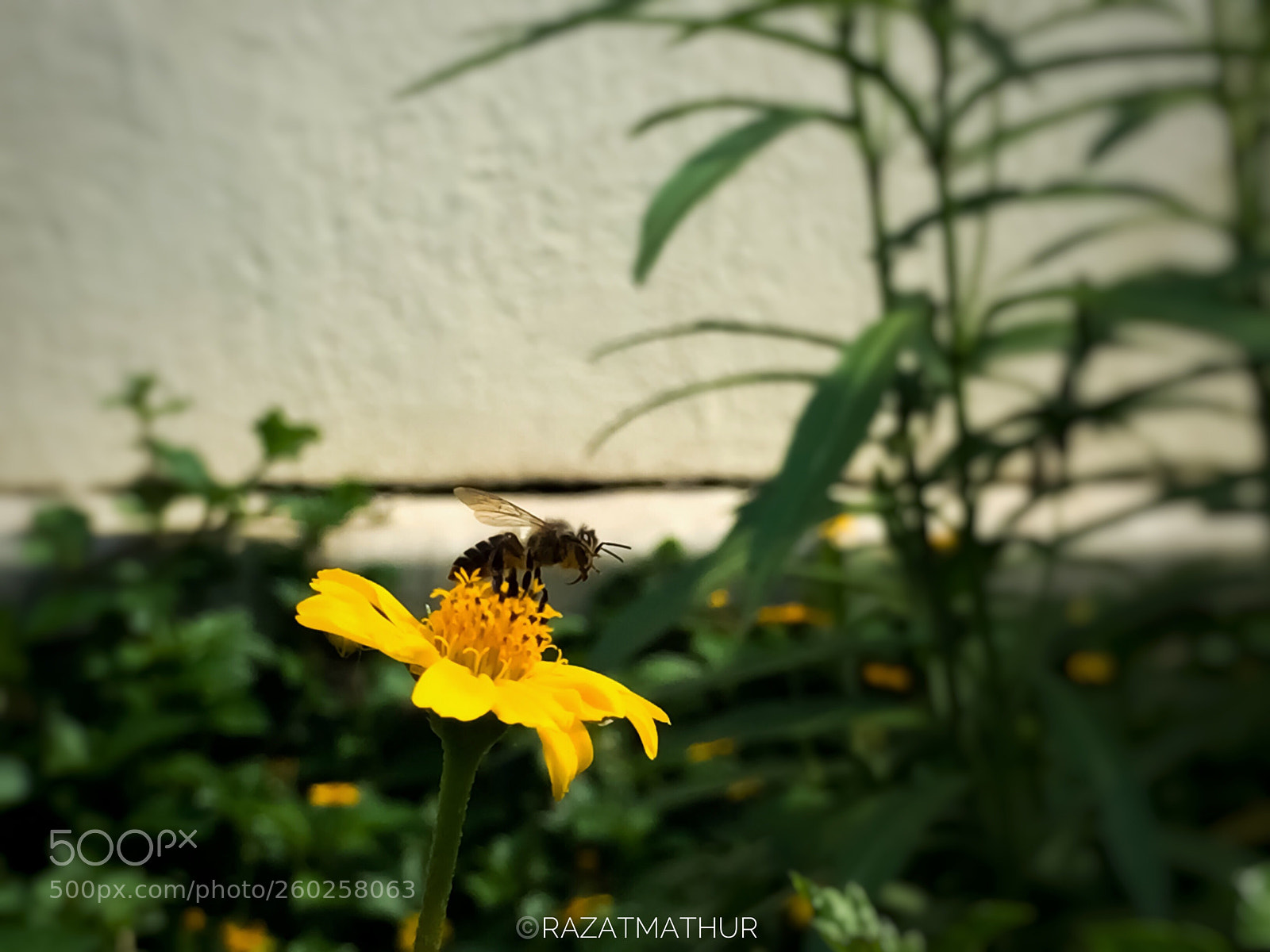Apple iPhone 6 sample photo. Honeybee photography