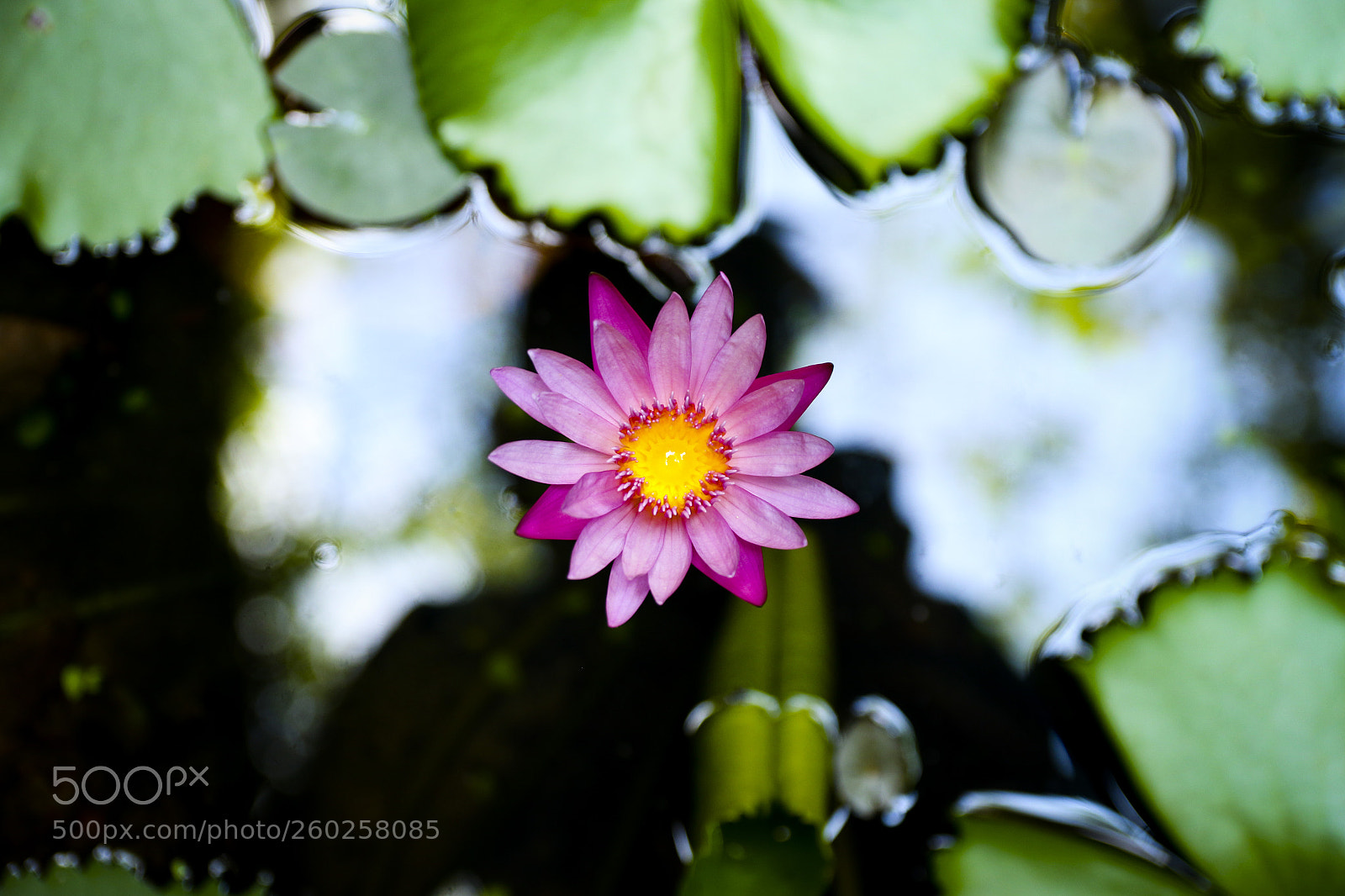 Canon EOS 7D Mark II sample photo. Water lily photography