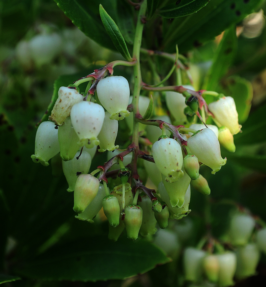 Nikon D5000 sample photo. Arbutus flower photography