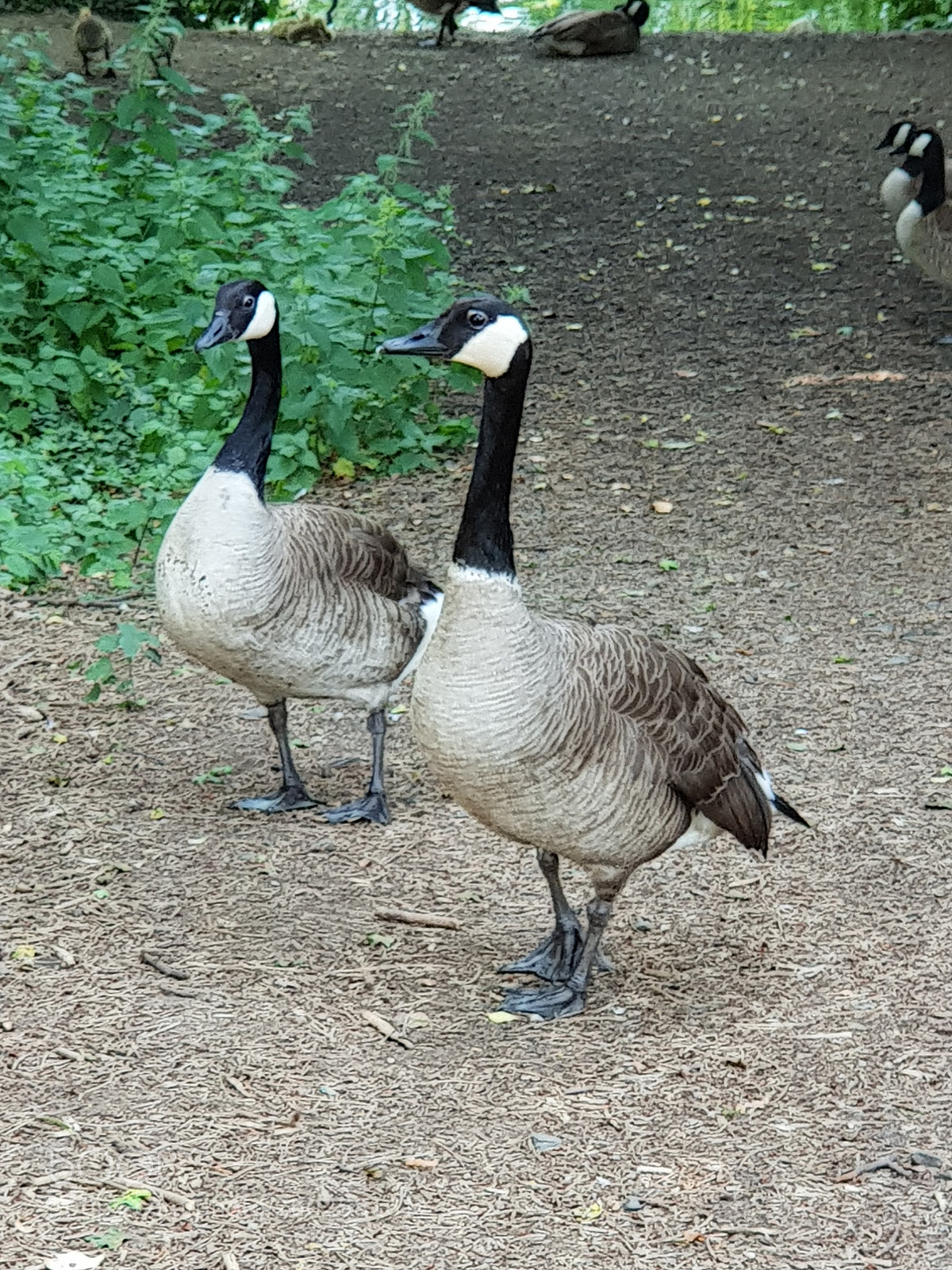 Samsung Galaxy S9+ sample photo. Untitled photography
