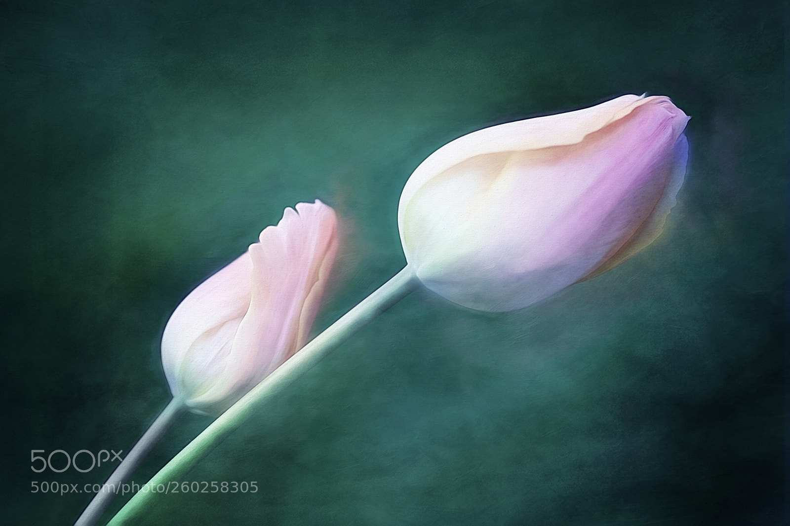 Canon EOS 5D Mark IV sample photo. Spring flowers photography