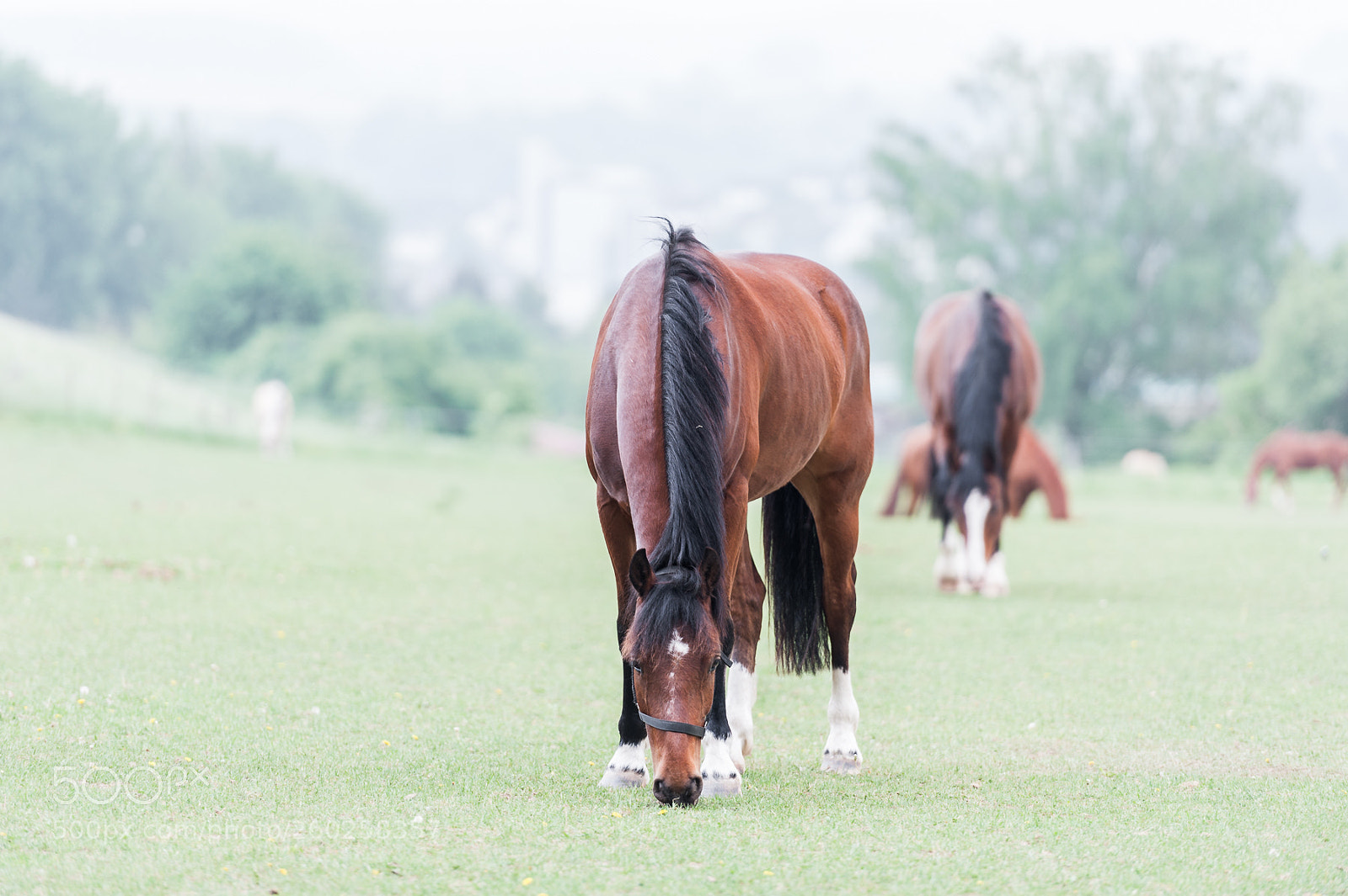 Nikon D700 sample photo. Horses photography