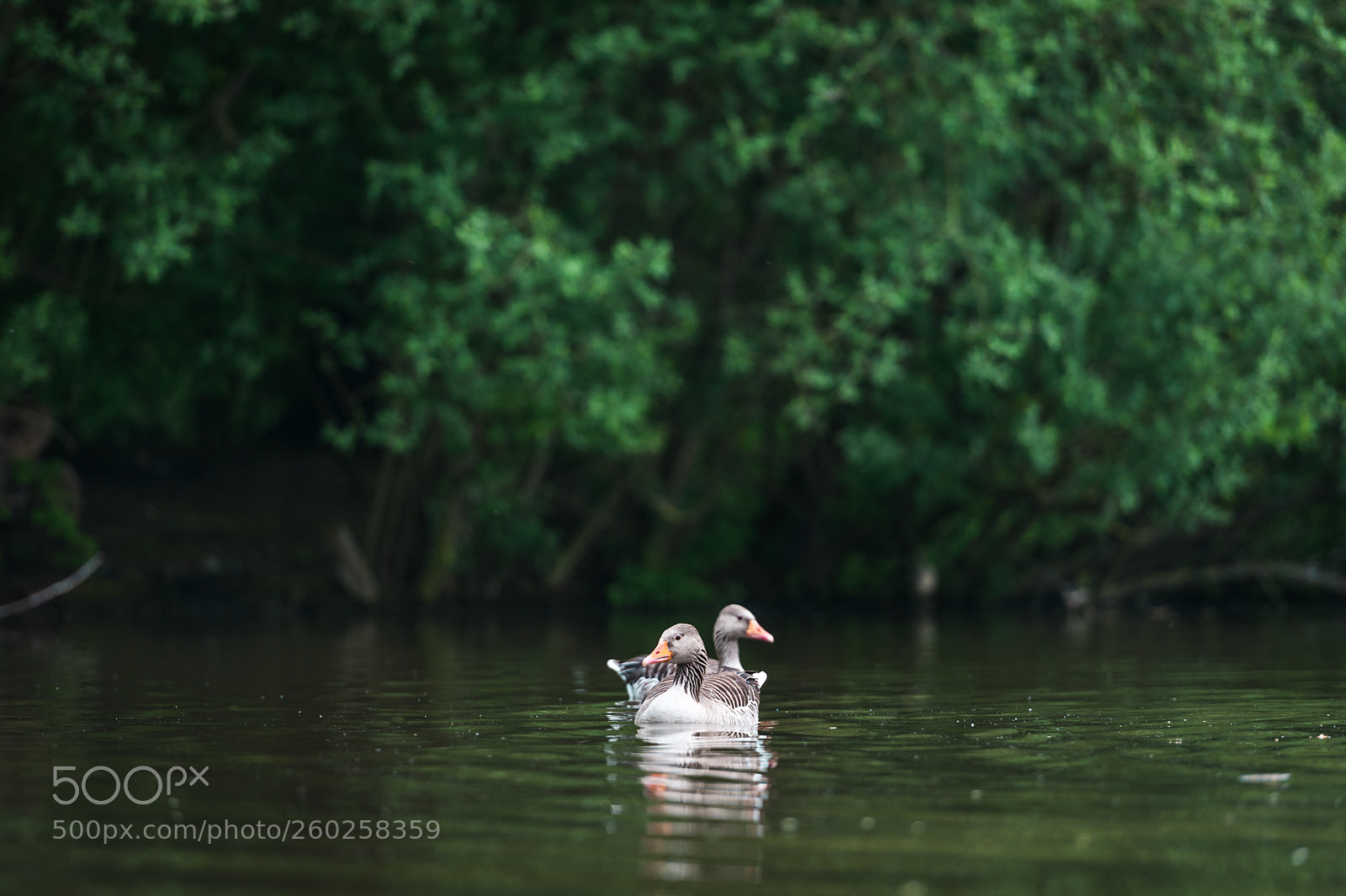 Nikon D700 sample photo. Ducks photography