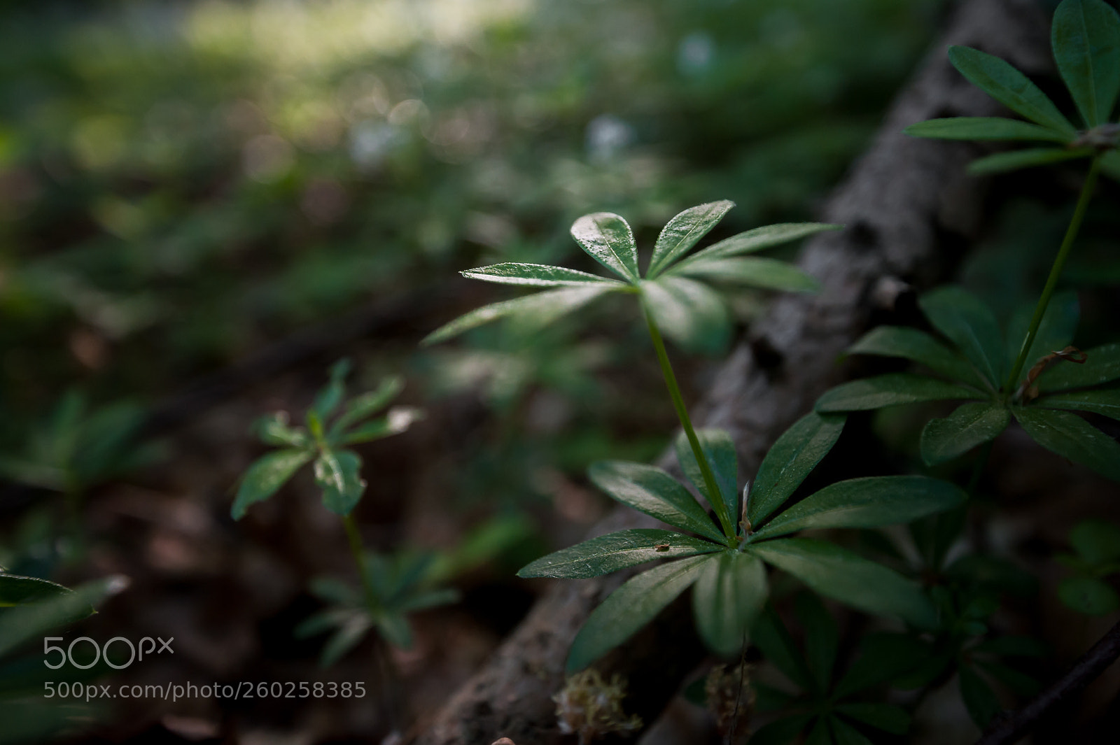 Nikon D700 sample photo. Micro forrest photography
