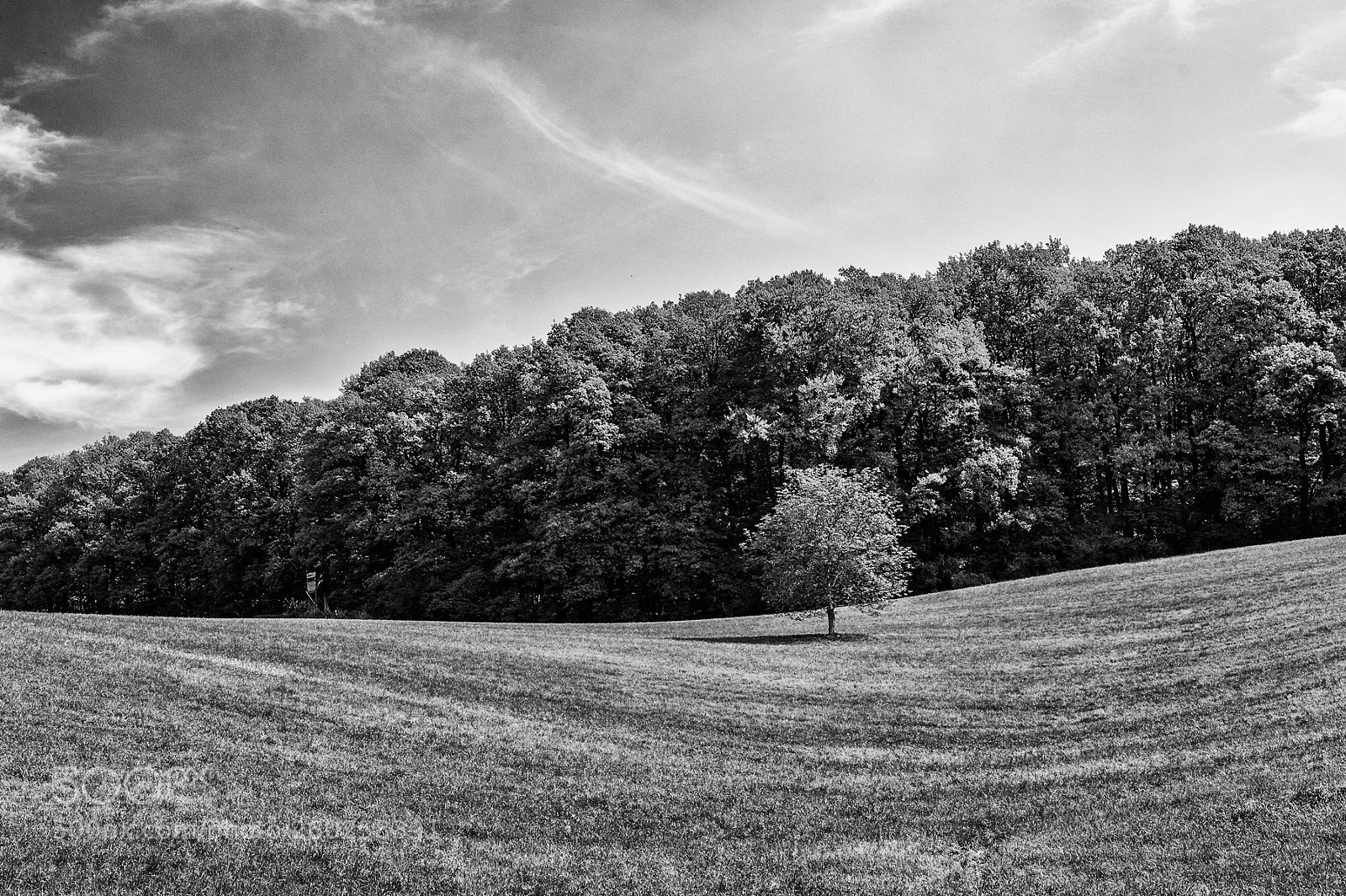 Nikon D700 sample photo. Mobbed tree photography