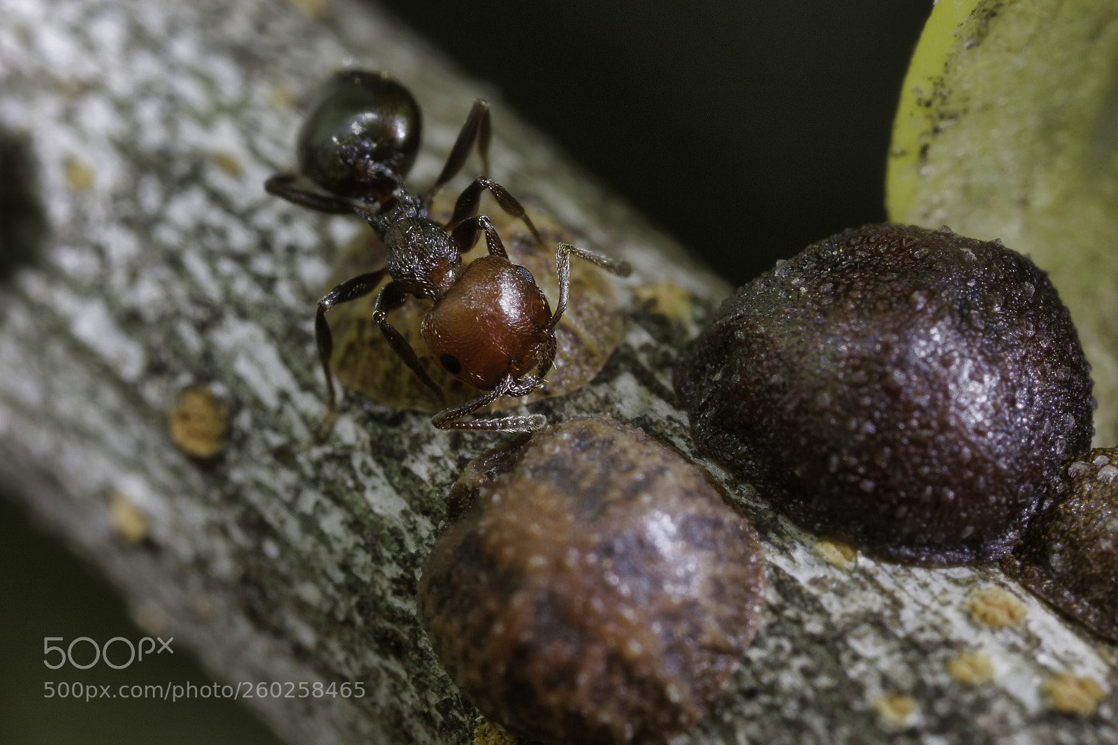 Canon EOS 7D Mark II sample photo. Ants photography