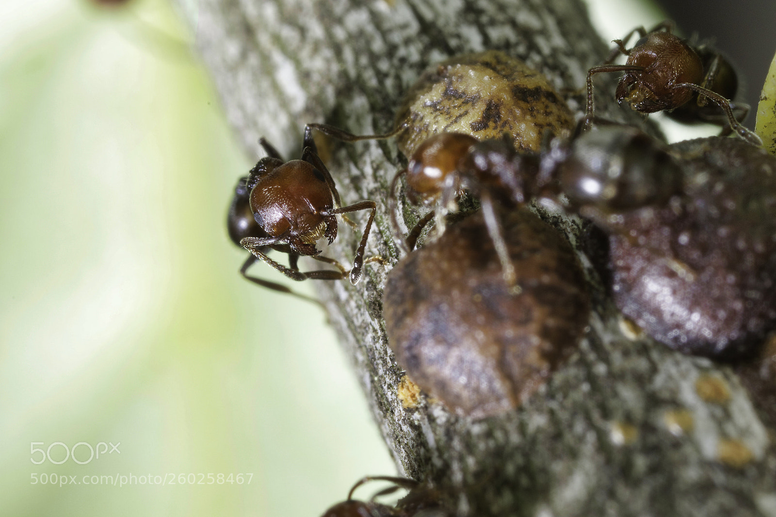 Canon EOS 7D Mark II sample photo. Ants photography