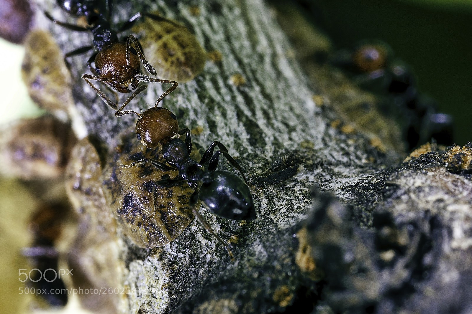 Canon EOS 7D Mark II sample photo. Ants photography