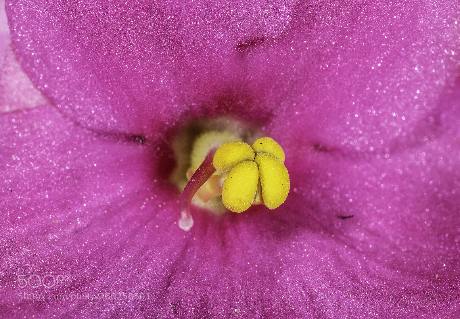 Canon EOS 7D Mark II sample photo. Inside a flower photography