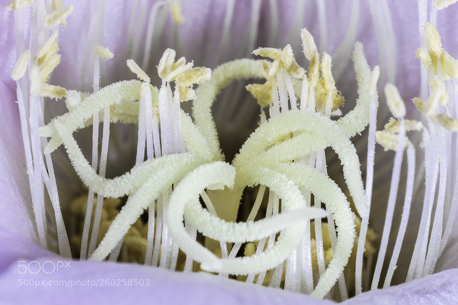 Canon EOS 7D Mark II sample photo. Inside a flower photography