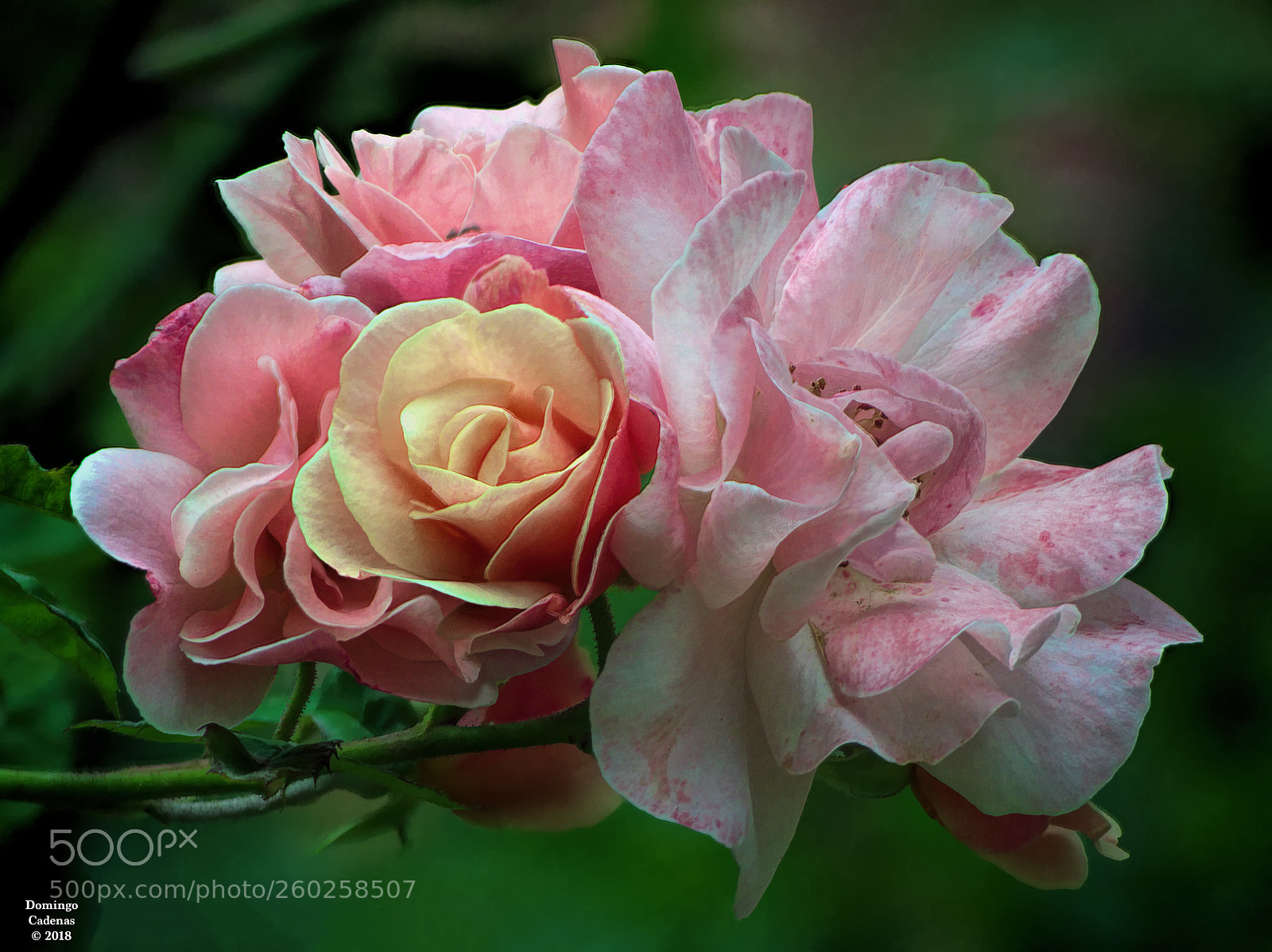Olympus OM-D E-M10 II sample photo. Floral photography