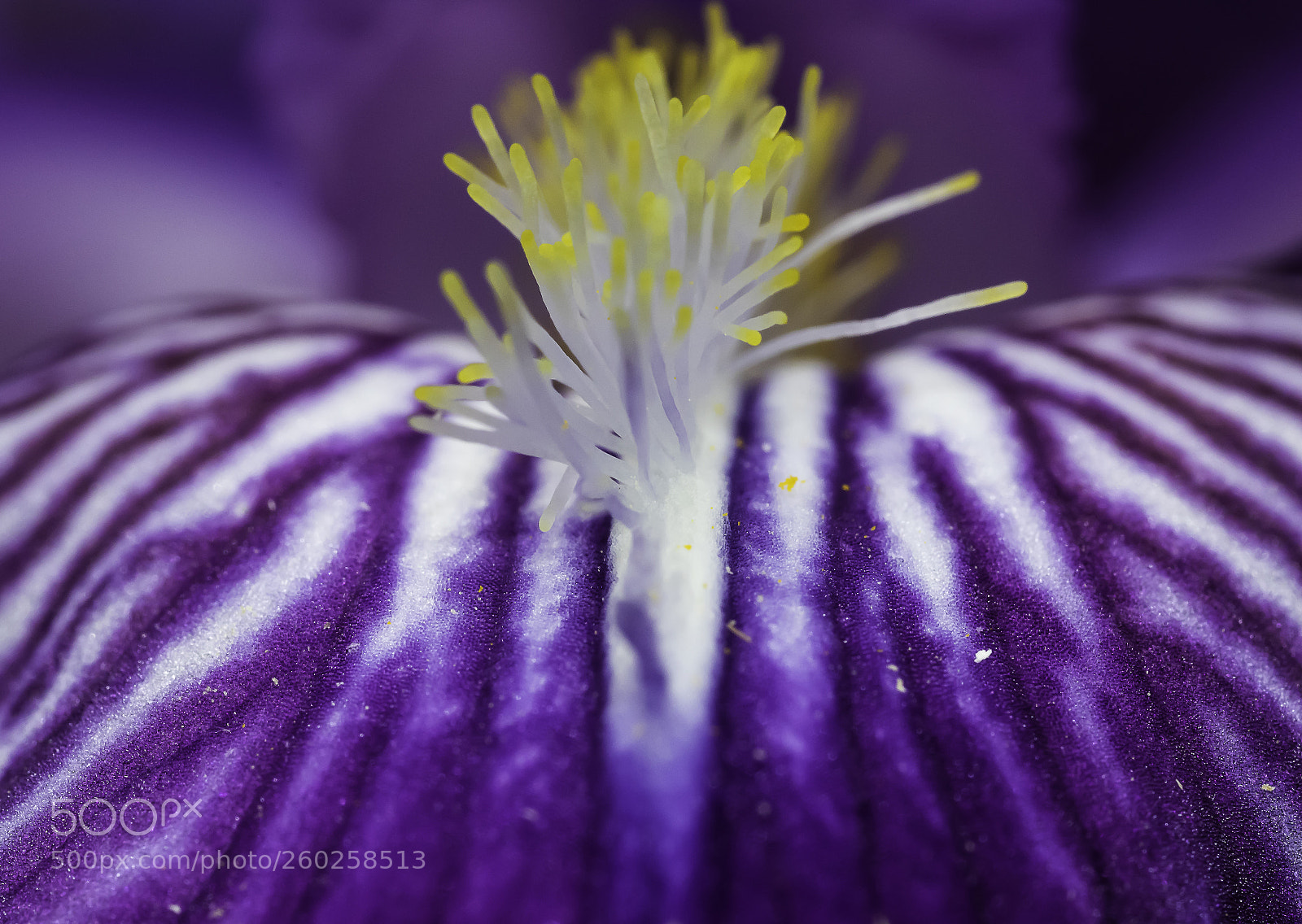 Canon EOS 7D Mark II sample photo. Purple and yellow flower photography