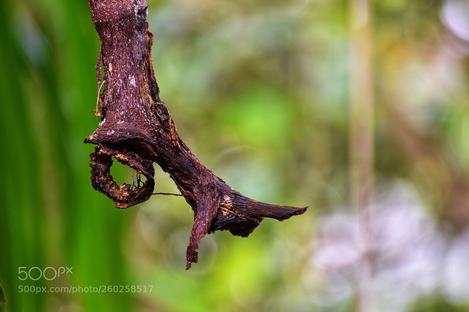 Nikon D3400 sample photo. Branch photography