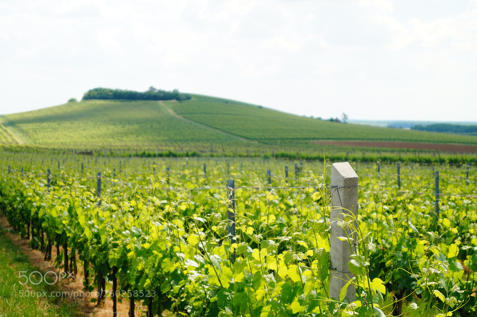 Sony SLT-A58 sample photo. Vill ny wine region photography