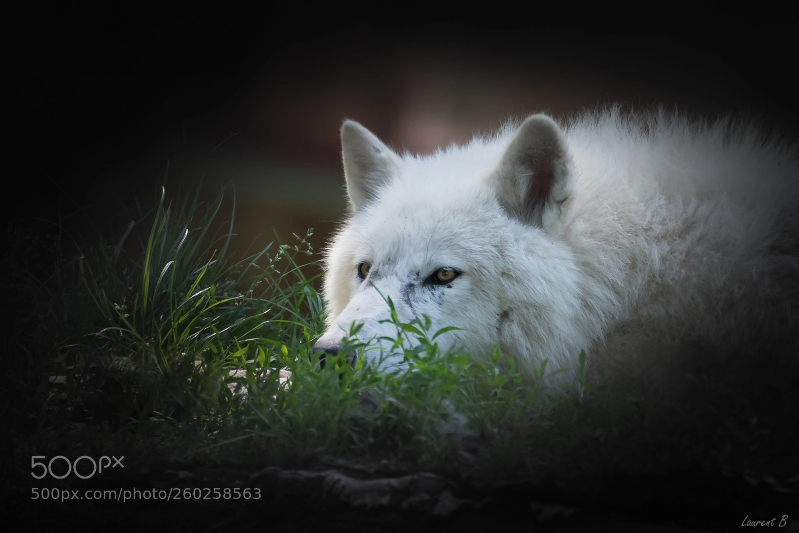Canon EOS 6D Mark II sample photo. Loup blanc photography