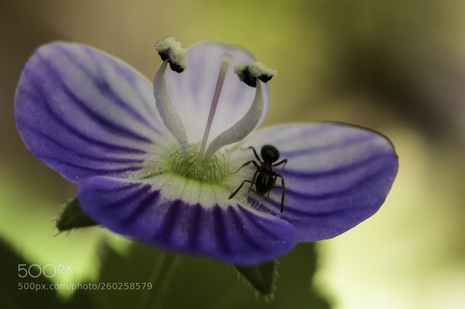 Canon EOS 7D Mark II sample photo. Little flower little ant photography