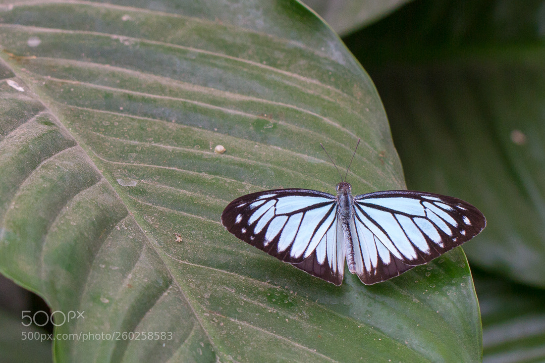 Canon EOS 7D sample photo. Butterfly photography