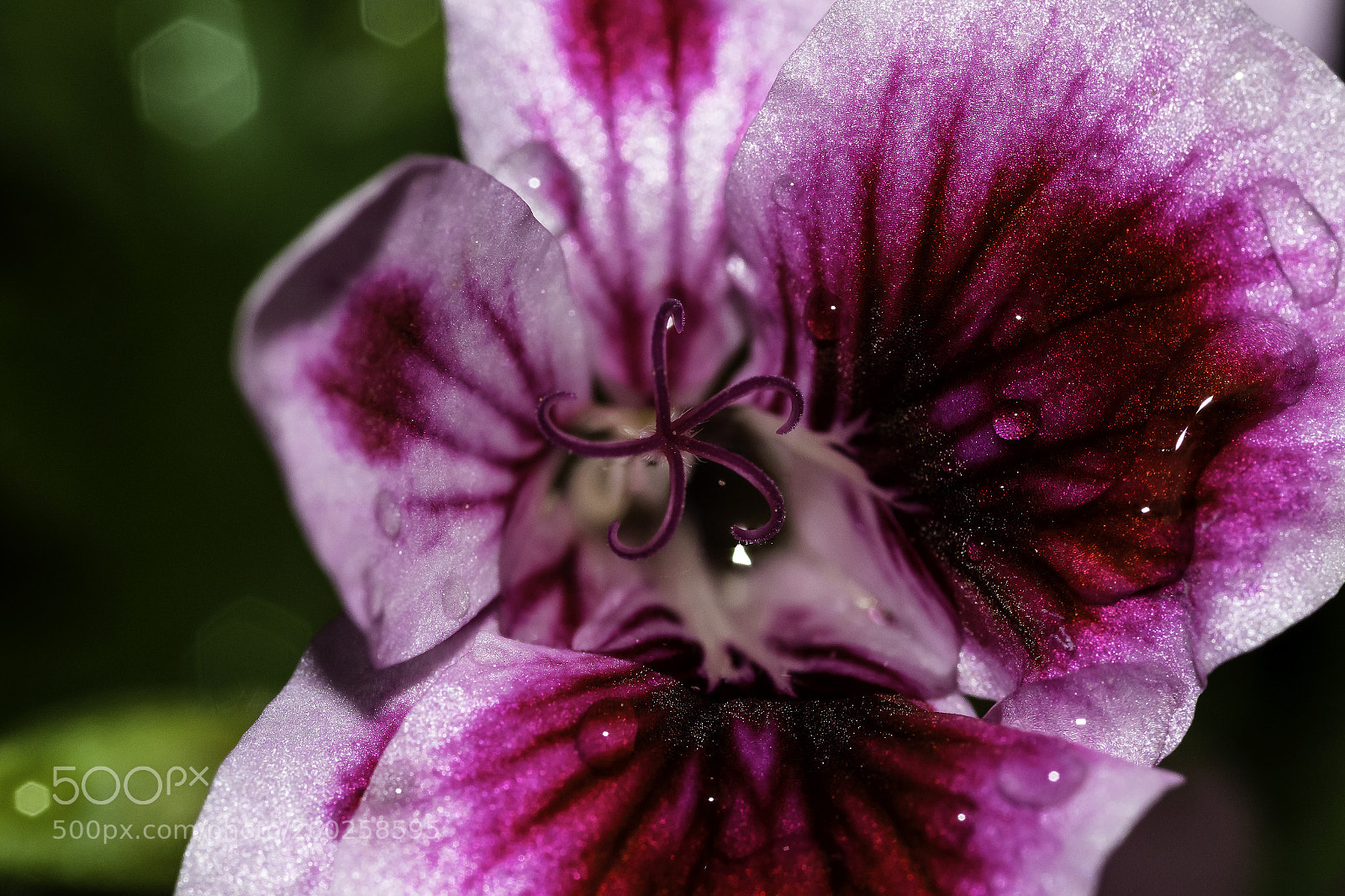 Canon EOS 7D Mark II sample photo. Inside a flower photography