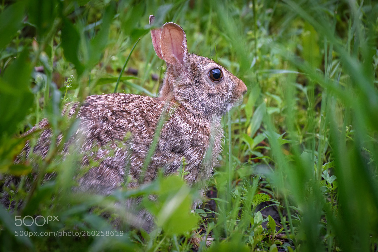 Nikon D500 sample photo. Eastern cottontail rabbit in photography