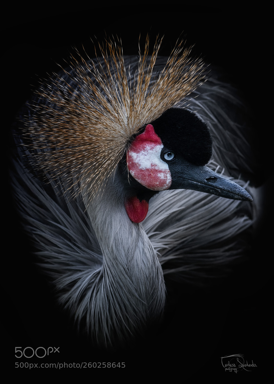 Nikon D750 sample photo. The grey crowned crane photography