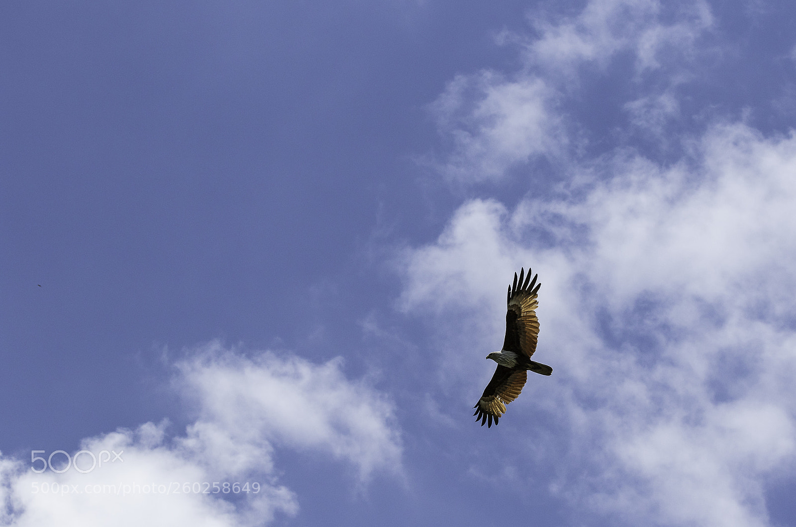 Canon EOS 7D Mark II sample photo. Flying photography