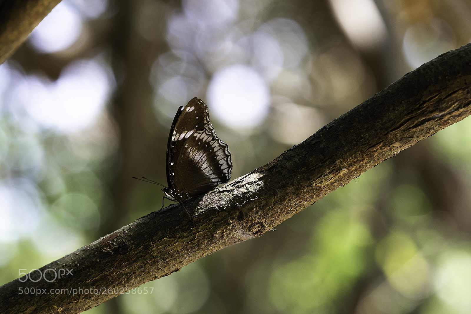 Canon EOS 7D Mark II sample photo. Butterfly photography