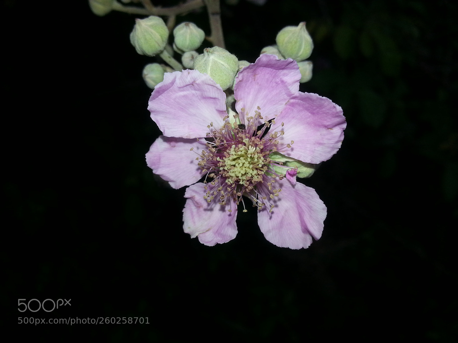 Samsung Galaxy S3 sample photo. Fleure de la ronce photography