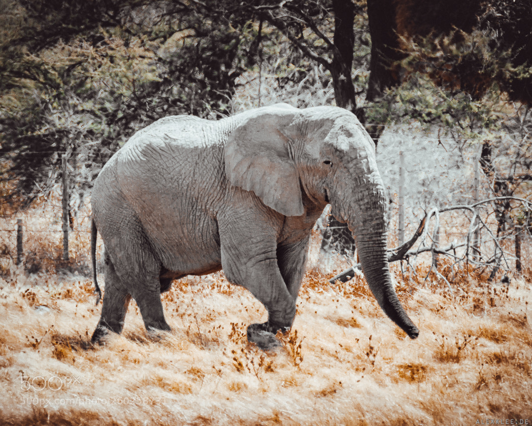 Canon EOS 7D Mark II sample photo. The elephant in front photography