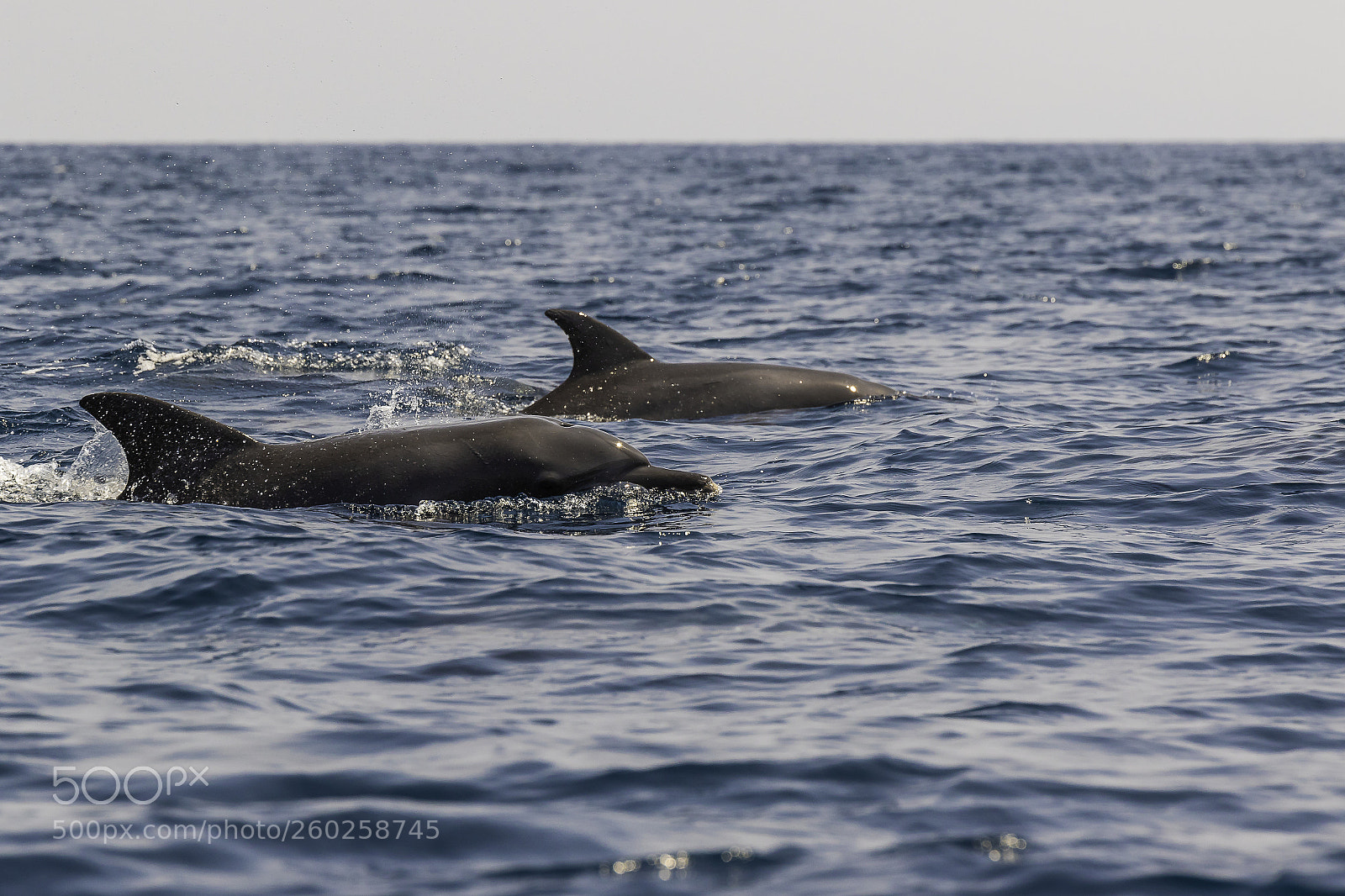 Canon EOS 7D Mark II sample photo. Dolphins photography