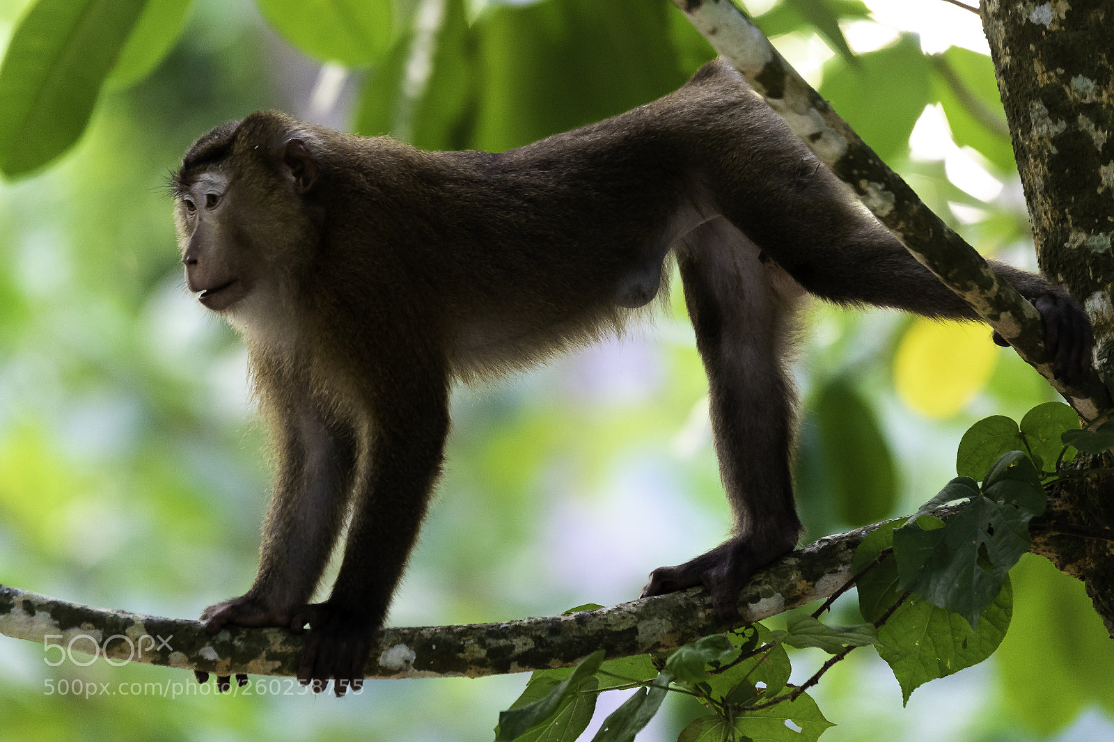 Canon EOS 7D Mark II sample photo. Monkey photography