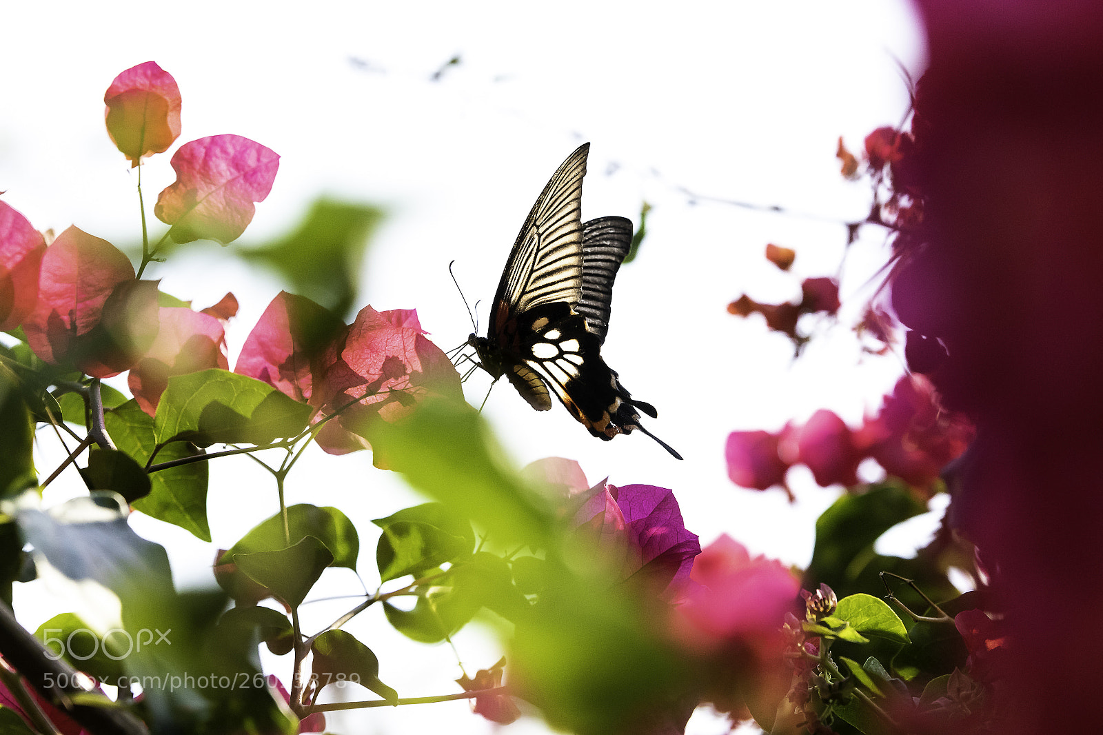 Canon EOS 7D Mark II sample photo. Butterfly photography